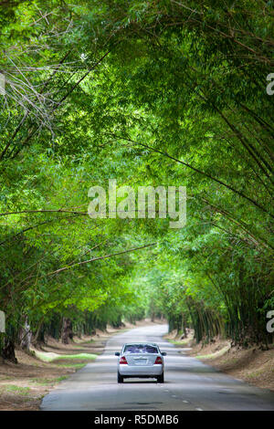 Bamboo Avenue, St. Elizabeth Parish, Jamaica, Caribbean Stock Photo