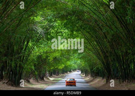 Bamboo Avenue, St. Elizabeth Parish, Jamaica, Caribbean Stock Photo