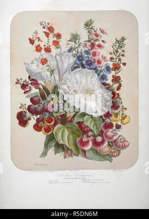 Album Vilmorin, Floral Illustration n° 3, 1853 print by Elisa