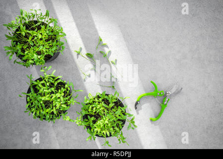 Potted cilantro herbs and garden clippers, in sunlight, on concrete background with copy space. Stock Photo