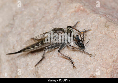 Robber Fly, Efferia sp., female with prey Stock Photo