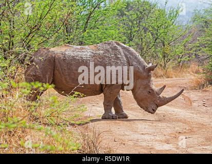 A White Rhino in Southern African savanna Stock Photo