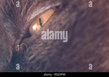 eye of a big cat - mix of british shorthair and burma Stock Photo