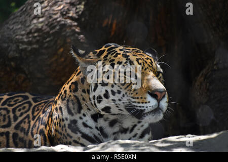 Close up side portrait of jaguar Stock Photo