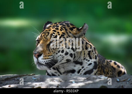 Close up side portrait of jaguar Stock Photo