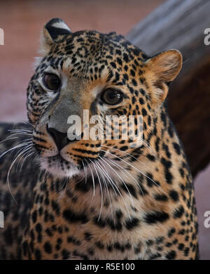 Close up portrait of Amur leopard Stock Photo