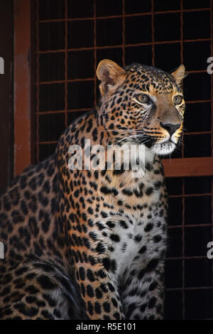 Close up side portrait of Amur leopard over grate Stock Photo