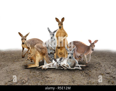 kangaroo standing on the ground Stock Photo