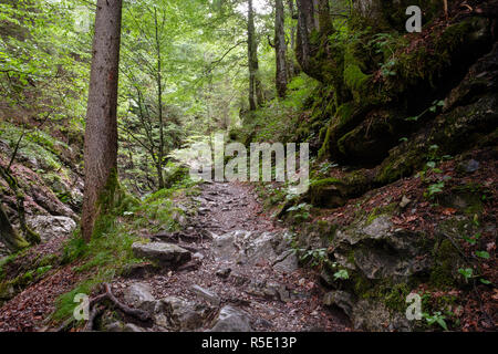 hiking trail on the fold brook in oberstdorf through the forest Stock Photo