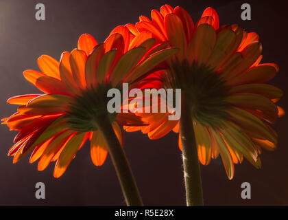 A Low-Key Photograph of Two Gerbera Daisies Stock Photo