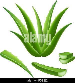 Aloe icon set. Realistic set of aloe vector icons for web design isolated on white background Stock Vector