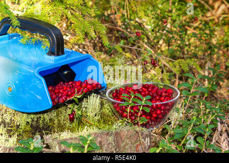 Closeup of a blue plastic lingonberry collector tool & bowl full of raw ripe lingonberries (sp. Vaccinium vitis-idaea) with lingons on the background Stock Photo