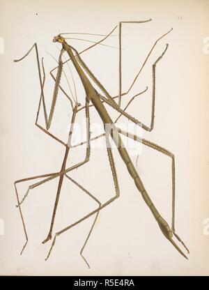 Stick insect. Giant sticks. ORDERâ€” ORTHOPTERA. Sectionâ€” Ambulatoria. Family- Piiasmid.)  FIGURE 1. BACTERIA SARMENTOSA.        . The Cabinet of Oriental Entomology; being a selection of some of the rarer and more beautiful species of Insects, natives of India and the adjacent islands. London, 1848. Source: 1258.k.17 plate 32. Author: Westwood, John Obediah. Stock Photo