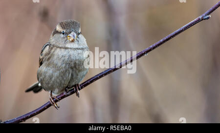 The female House Sparrow (Passer domesticus) perching on the twig with a nice multicolored bokeh in the background Stock Photo