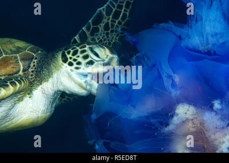 Green Turtle Eating a Blue Jellyfish Stock Photo