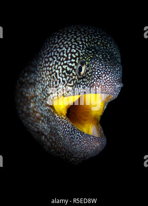 Yellow Mouth Moray Eel Stock Photo