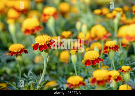 Tiger Eye French Marigold Stock Photo