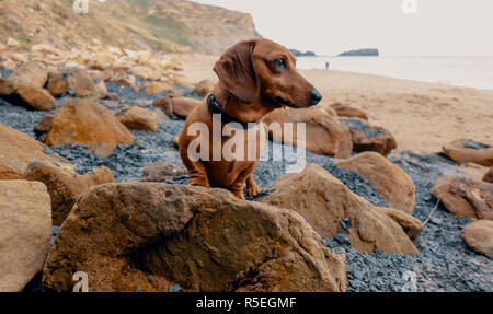 A red smooth haired miniature dachshunds dog stands on a rock on a. beach in Whitby, England, United Kingdom.