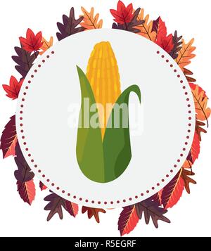 corn cob leaves label sticker vector illustration Stock Vector