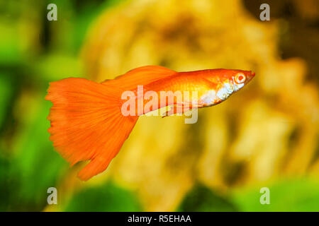 Portrait of aquarium fish - guppy (Poecilia reticulata) in a aquarium Stock Photo