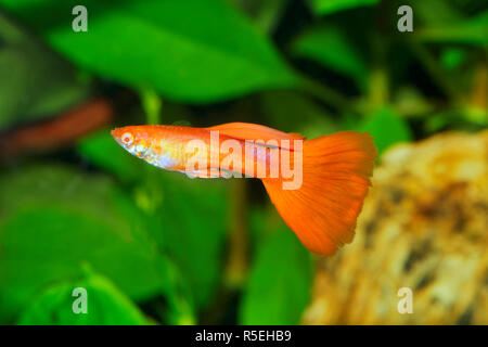 Portrait of aquarium fish - guppy (Poecilia reticulata) in a aquarium Stock Photo