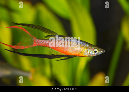 Portrait of aquarium fish - Threadfin rainbowfish (Iriatherina werneri) in a aquarium Stock Photo