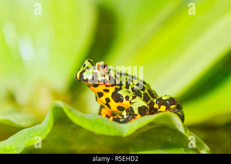 Frog Oriental fire-bellied toad (Bombina orientalis) sitting on a green leaf Stock Photo
