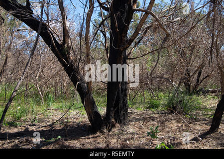 Burned trees with re-growth in King's Park in Perth, Australia. Stock Photo