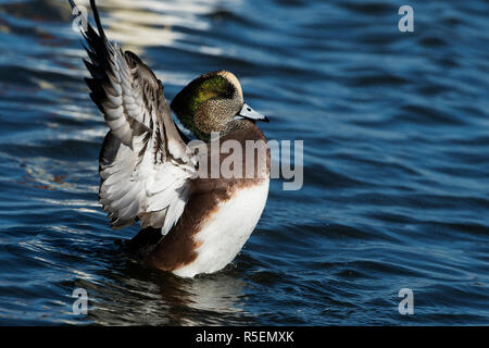 Drake American widgeon displaying Stock Photo