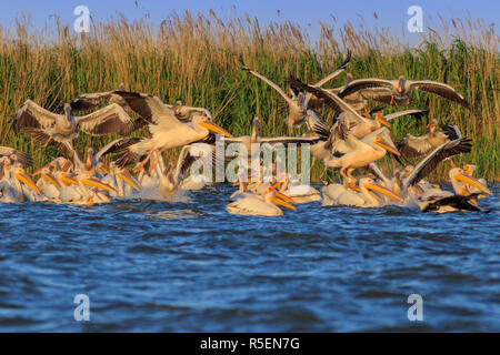 white pelicans in Danube Delta, Romania Stock Photo