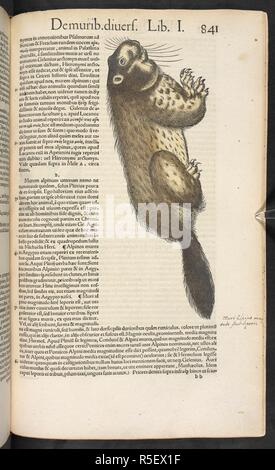 Beaver. C. Gesneri ... historiÃ¦ animalium lib... Tiguri, 1551-87. Source: 460.c.1 page 841. Author: GESSNER, CONRAD. Stock Photo