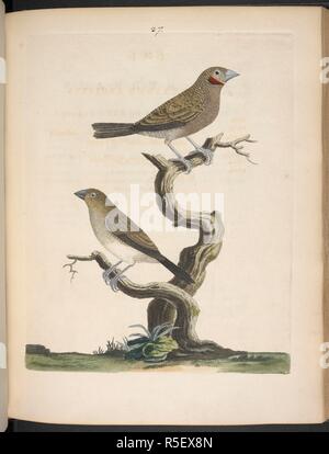 Fig. I: The Fasciated Grosbeak. Fig. II: The Brown Grosbeak. Nouvelles illustrations de zoologie, contenant cinquante planches enlumineÌes d'oiseaux curieux ... et quelques de quadrupeÌ€des, de reptiles et d'insectes, avec de courtes descriptions systeÌmatiques. (New Illustrations of Zoology, etc.) Fr. & Eng. Londres : B. White, 1776. Source: 1255.k.9 plate XXVII (27). Author: Brown, Peter. Stock Photo