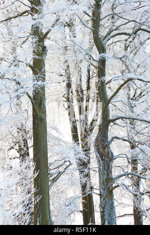 Trees with snow and frost, nr Wotton, Glos, UK Stock Photo