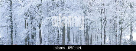 Trees with snow and frost, nr Wotton, Glos, UK Stock Photo