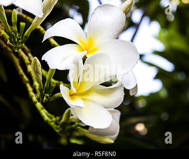 Plumeria plant because the flowers are colorful variety beautiful. Stock Photo