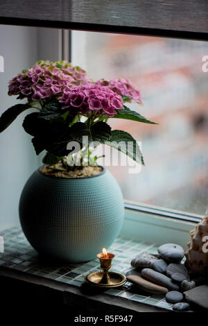 A pot of pink hydrangea in the home.In winter. Flowering plant in a pot. Stock Photo