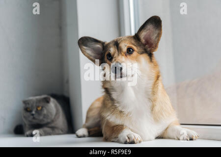 scottish fold cat and corgi dog lying on windowsill together