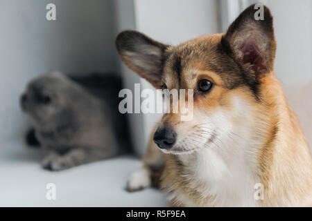 close-up shot of adorable scottish fold cat and corgi dog lying on windowsill together