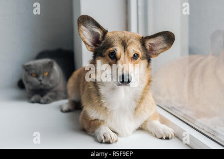 cute scottish fold cat and adorable corgi dog lying on windowsill together