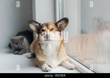 close-up shot of scottish fold cat and adorable corgi dog lying on windowsill together