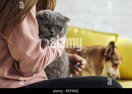 cropped shot of woman carrying scottish fold cat while sitting on couch with corgi