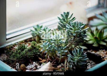 box of succulents on the windowsill as decoration Stock Photo