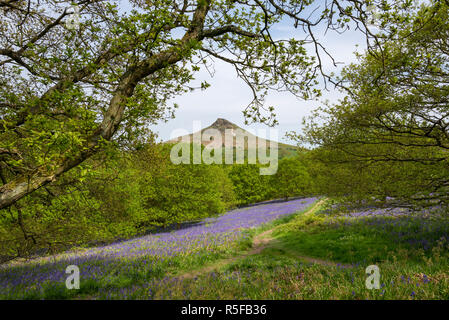 The distinctive summit of Roseberry Topping on a sunny spring day in the North York Moors national park, England. Bluebells in flower. Stock Photo