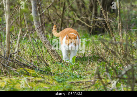 The Hague dunes, the Netherlands - April 14: wild roaming cat walking through forested dunes land looking for prey Stock Photo