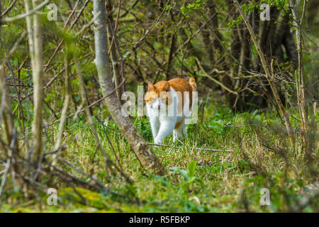 The Hague dunes, the Netherlands - April 14: wild roaming cat walking through forested dunes land looking for prey Stock Photo