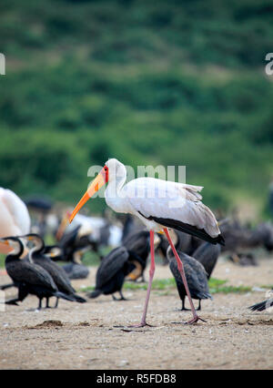 Marabou Stork (Leptoptilos crumeniferus), Queen Elizabeth National Park, Uganda, East Africa Stock Photo