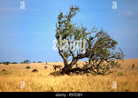 Lonely tree in savanna and lion, Kidepo national park, Uganda, East Africa Stock Photo