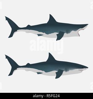 Shark with open and close mouth. big white fish. Flat isolated vector illustration on a white background. Realistic appearance with dimming and light Stock Vector