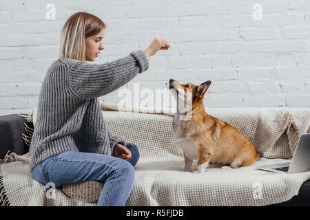 beautiful young woman training adorable pembroke welsh corgi with dog treat Stock Photo