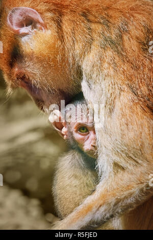 Patas Monkey with Baby Stock Photo